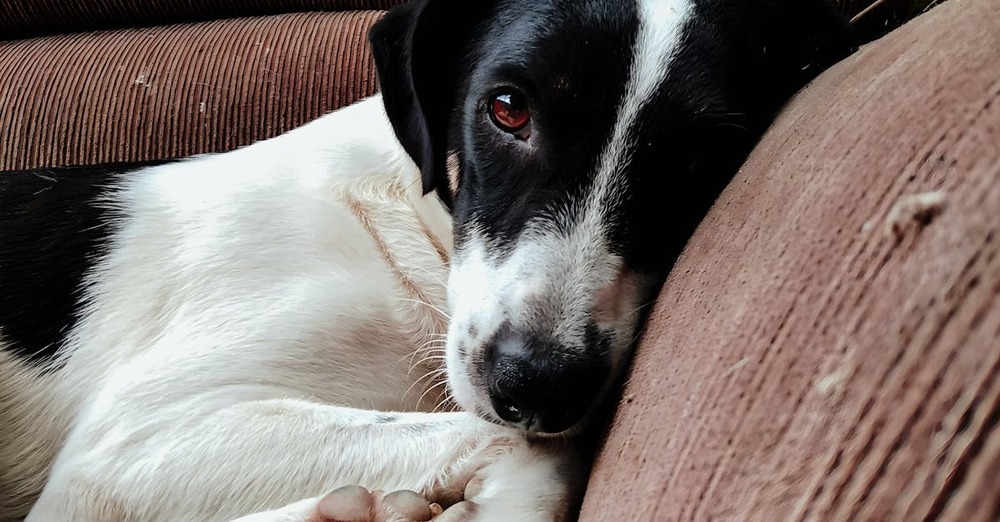 Small active dog moving through grass