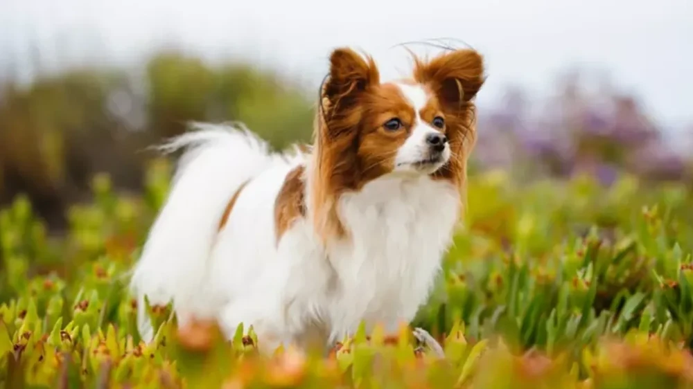 Papillon sitting with ears perked in a home setting