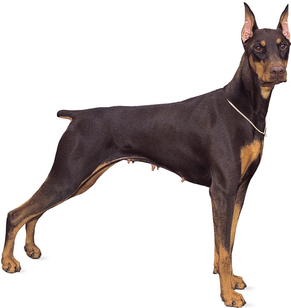 Doberman running on grass