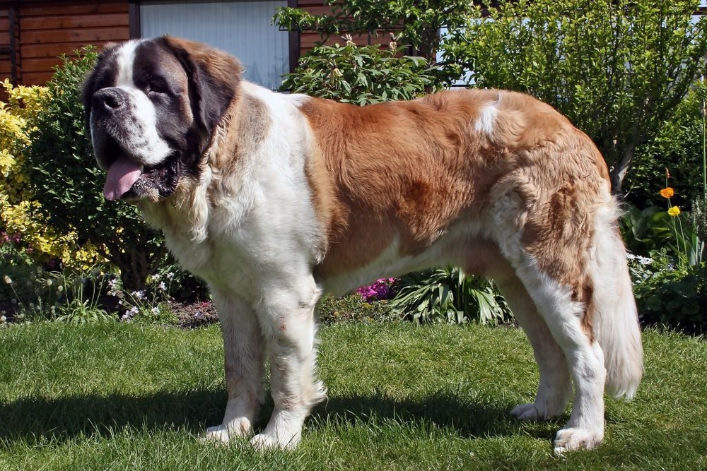 Saint Bernard resting outdoors