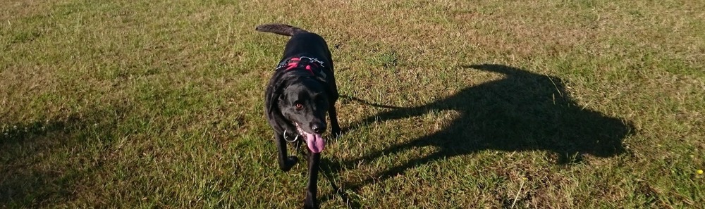 Dog pausing and watching in an unfamiliar setting