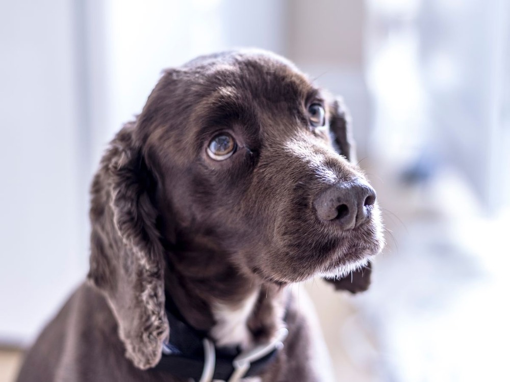 Saint-Usuge Spaniel in profile showing coat and build