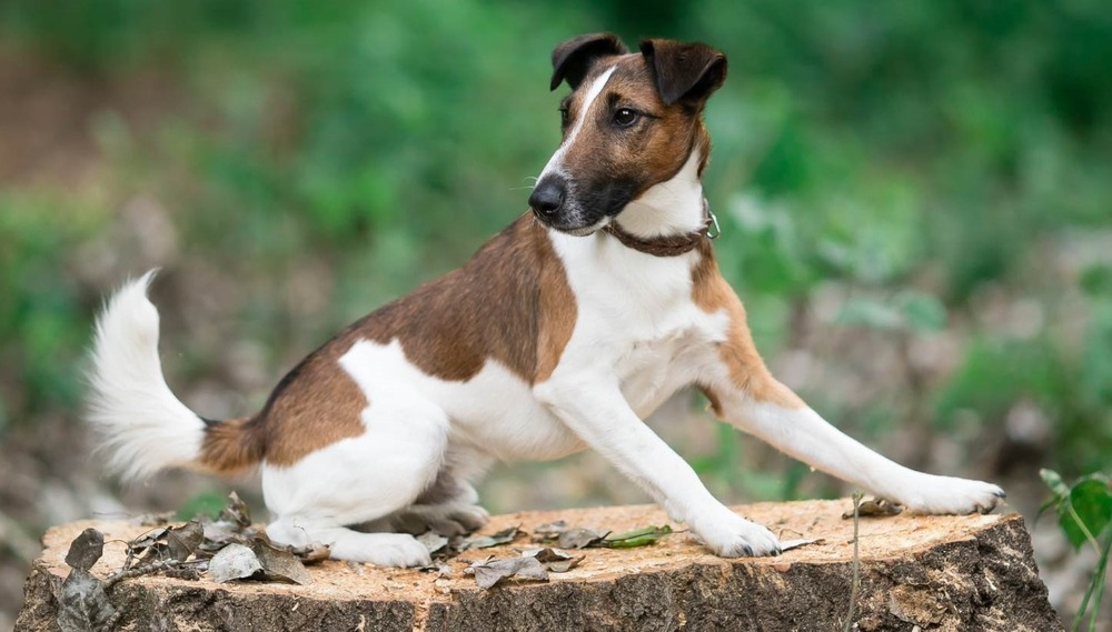 Smooth Fox Terrier running on grass