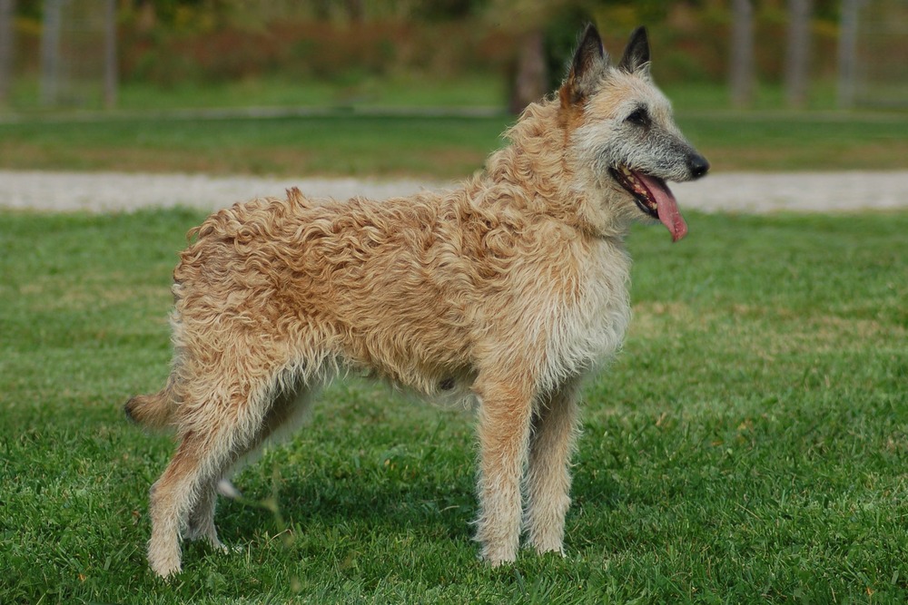 Belgian Shepherd focused during training