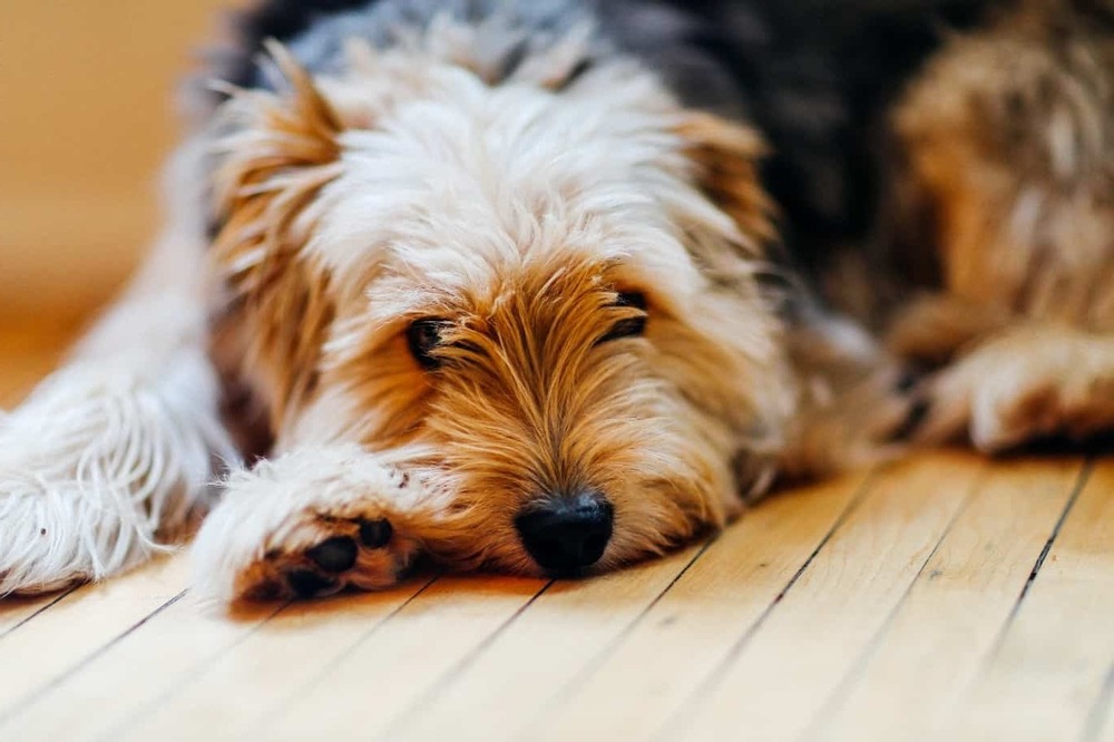 Dog coat being brushed to remove loose hair