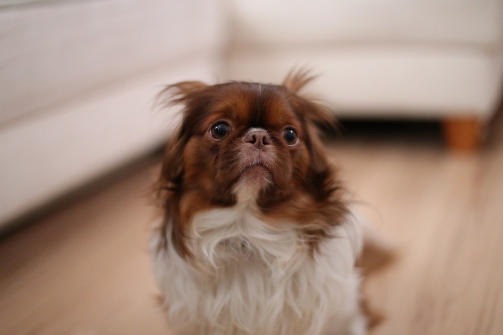 Dog resting indoors on a rug