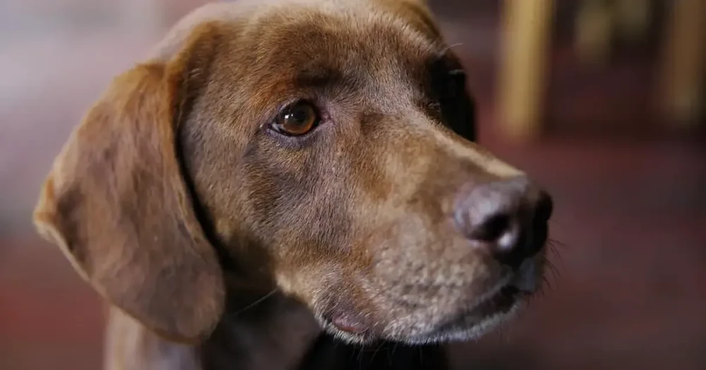 Tyrolean Hound resting outdoors