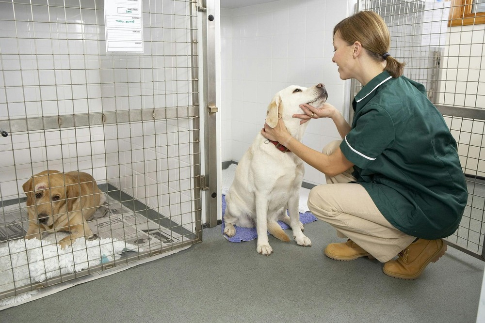 Dog on lead during a calm outdoor walk