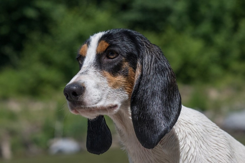 Schweizerischer Niederlaufhund standing alert