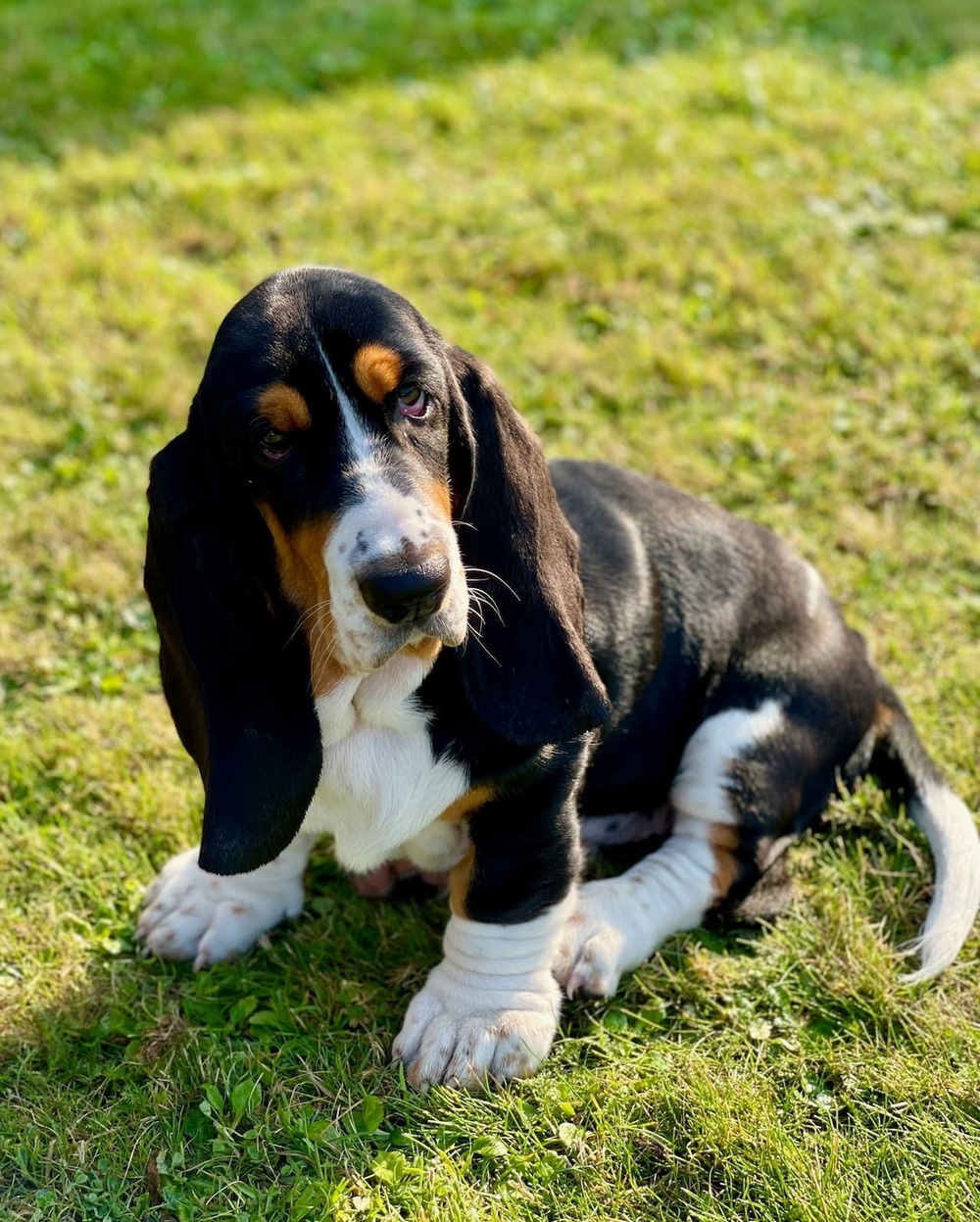 Basset Hound standing outdoors