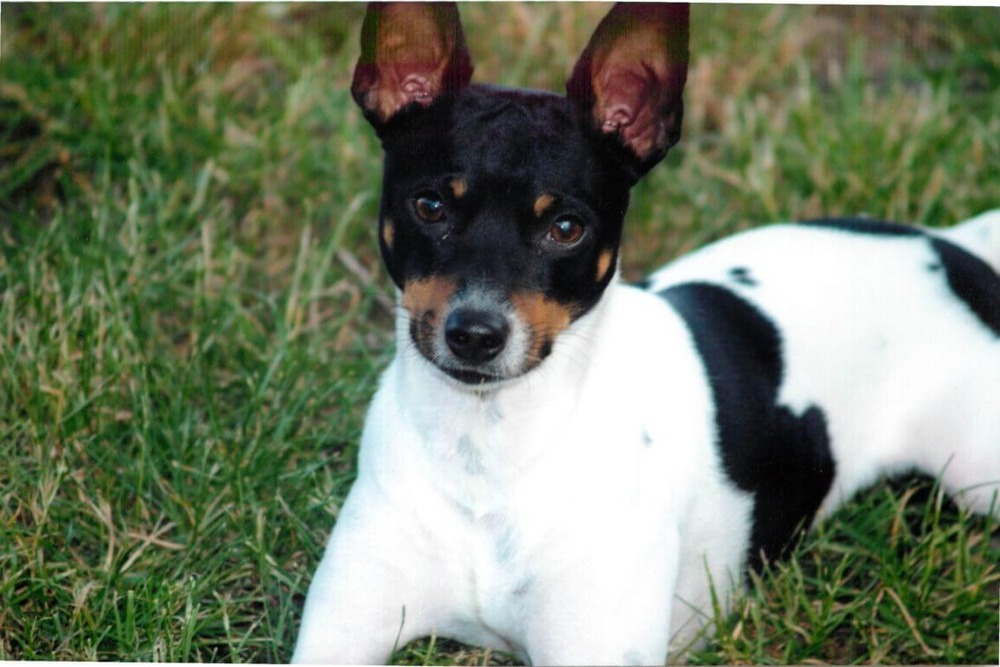 Rat Terrier sitting attentively
