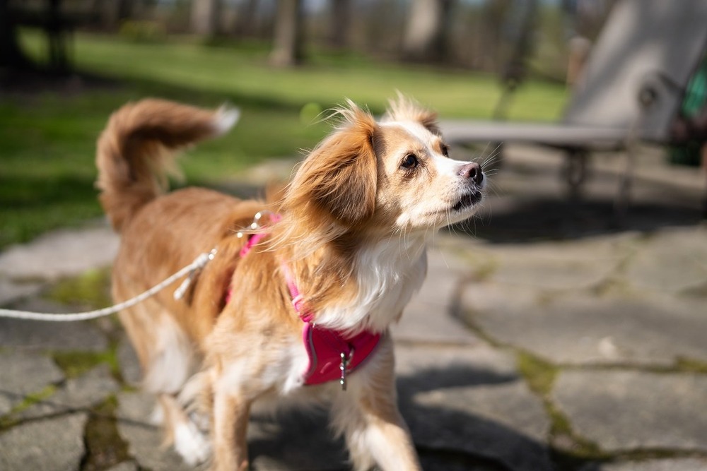 Kokoni dog with medium-length coat