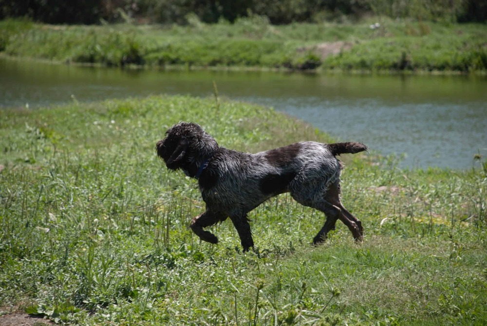 Spinone Italiano standing outdoors