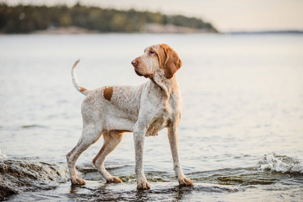 Bracco Italiano sitting attentively