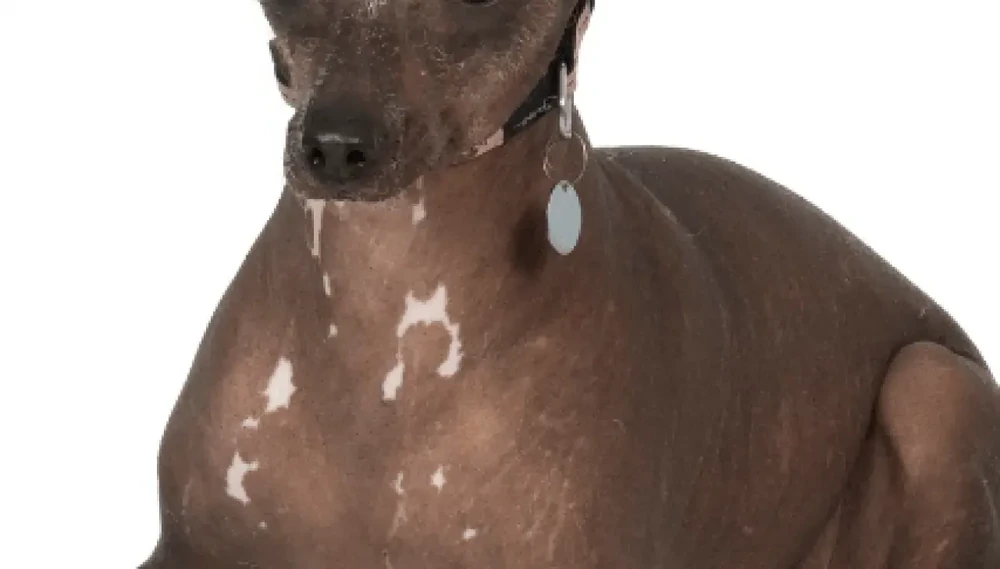 Peruvian hairless dog outdoors in shade
