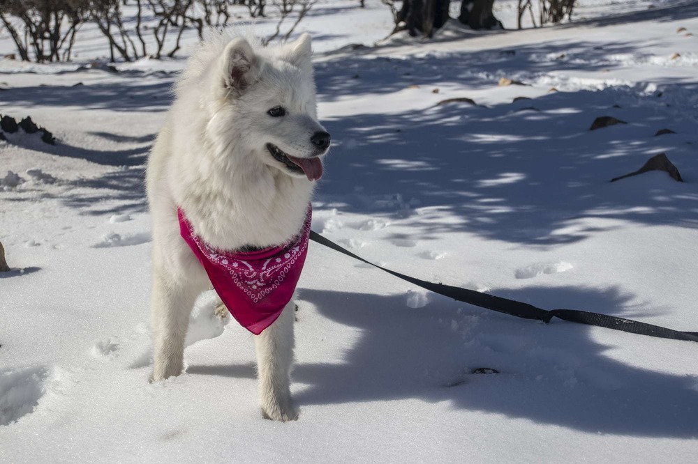 American Eskimo Dog with fluffy white coat