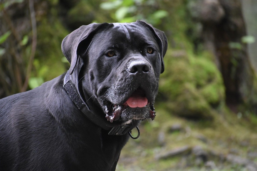 Cane Corso standing outdoors