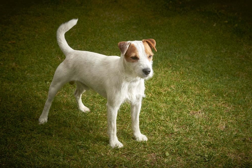 Parson Russell Terrier standing alert