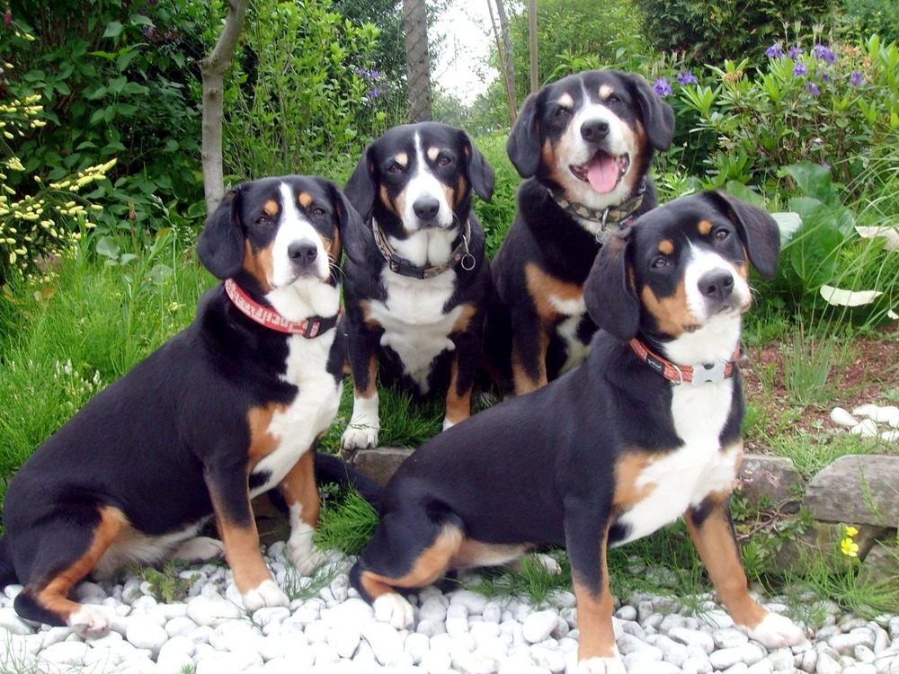 Appenzeller Sennenhund sitting outdoors