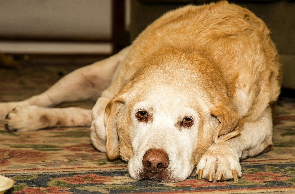 Dog resting quietly at home