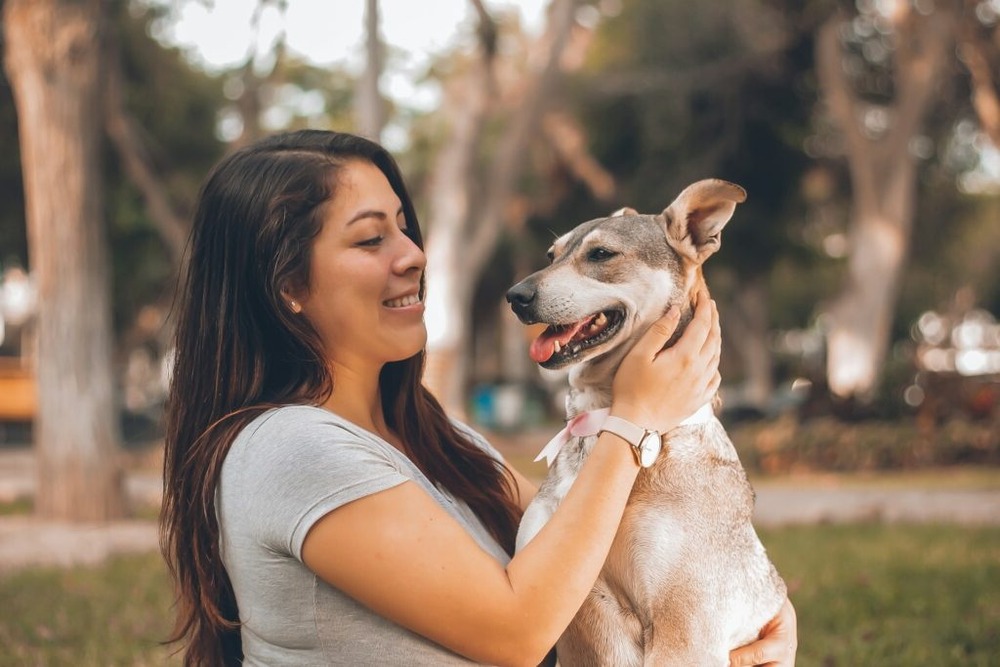 Dog receiving preventative care at a clinic