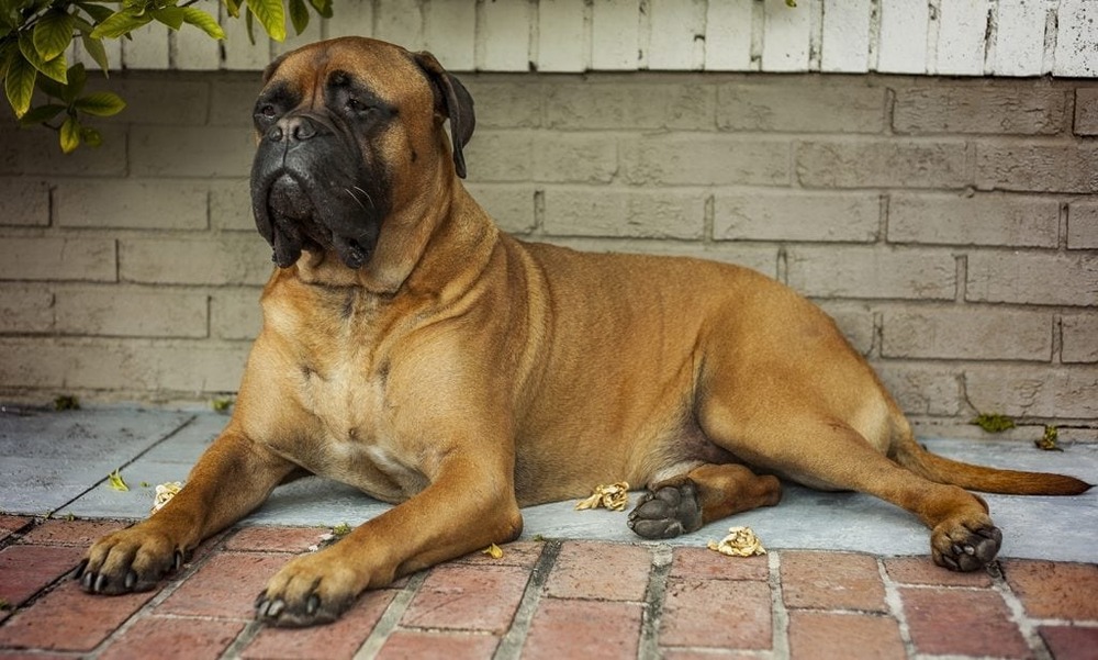 Bullmastiff sitting calmly in a yard
