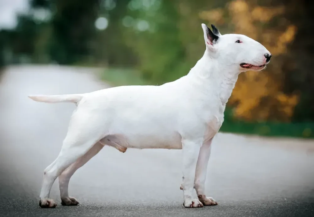 Gull Terrier outdoors, muscular build and short coat