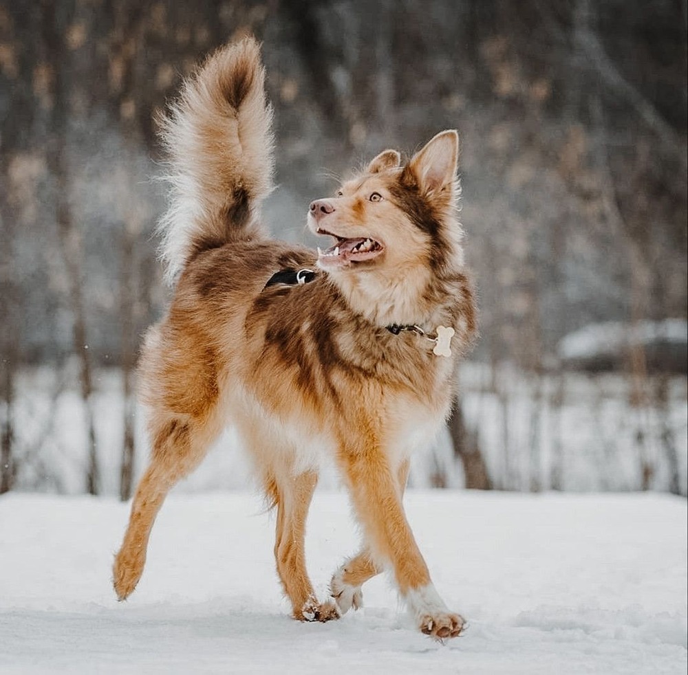 Dog standing with relaxed posture outdoors