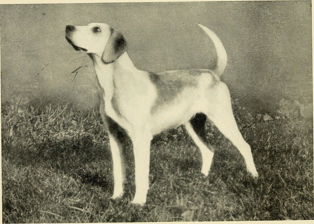 Hound standing outdoors