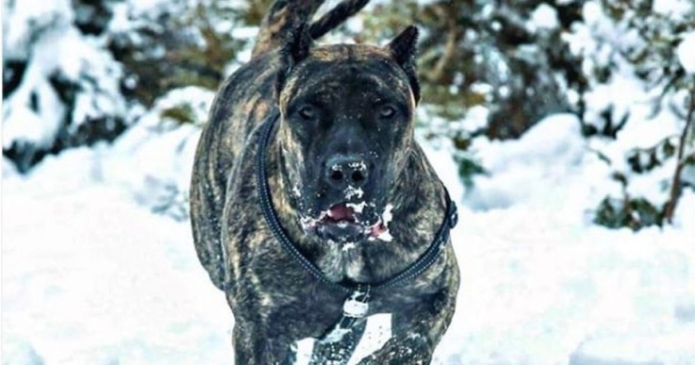 Presa Canario resting on grass