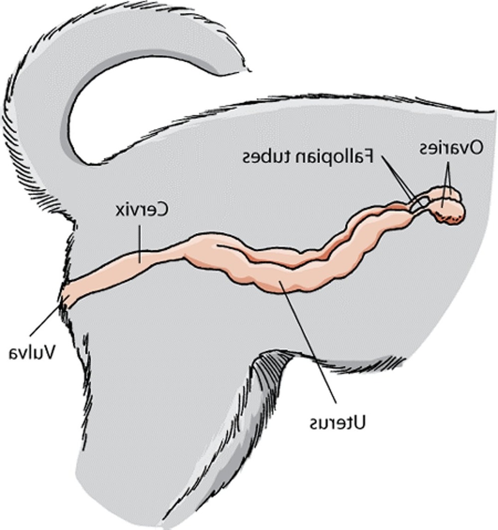 Dog being examined at a vet clinic