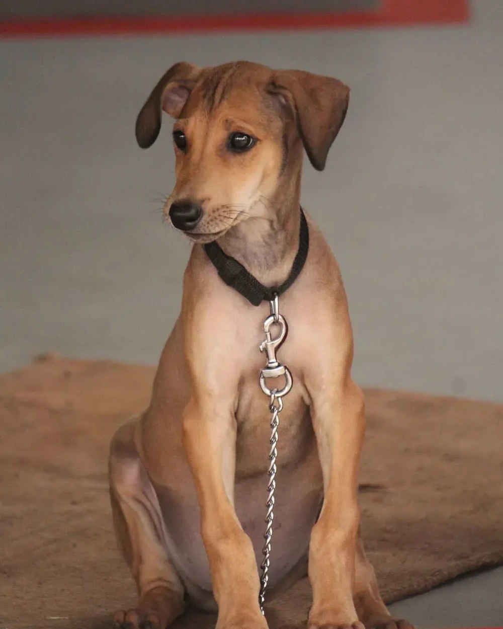 Long-haired dog coat detail
