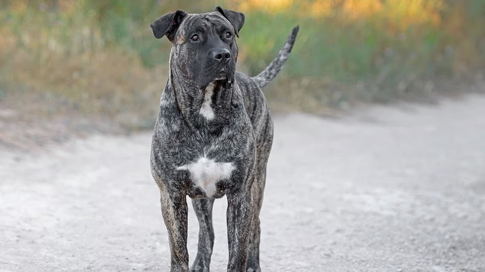 Perro de Presa Mallorquin resting calmly