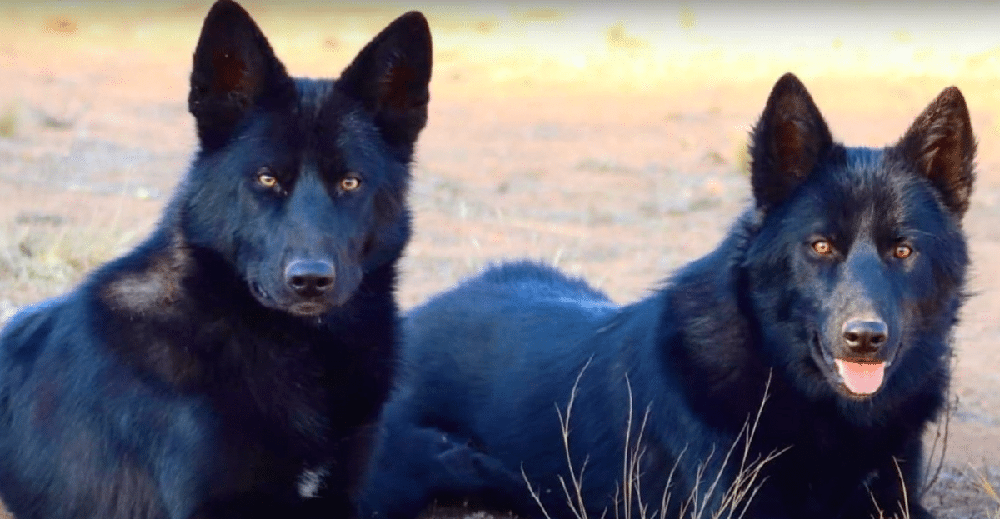 Calupoh head and shoulders, dark coat and erect ears