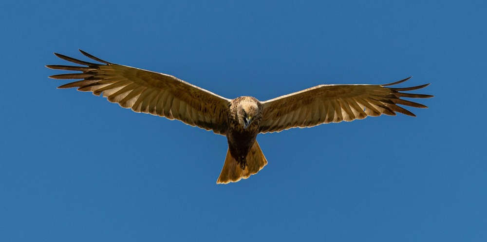 Hound walking on a track