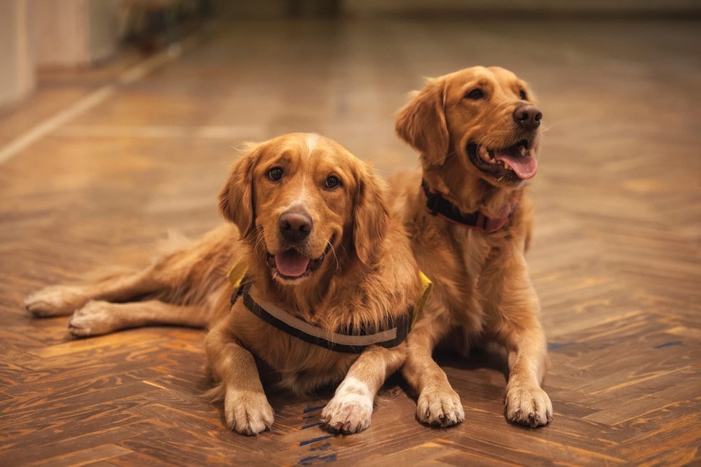 Retriever waiting calmly near a food bowl