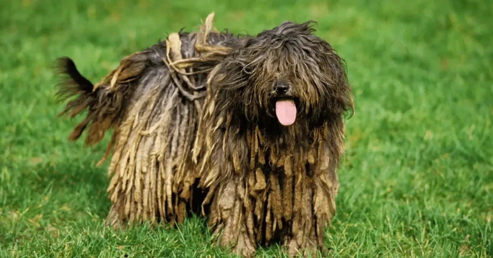 Close view of a Bergamasco Sheepdog coat flocks