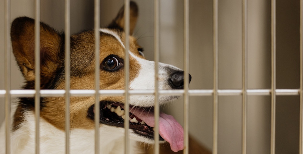 Dog looking out a window calmly
