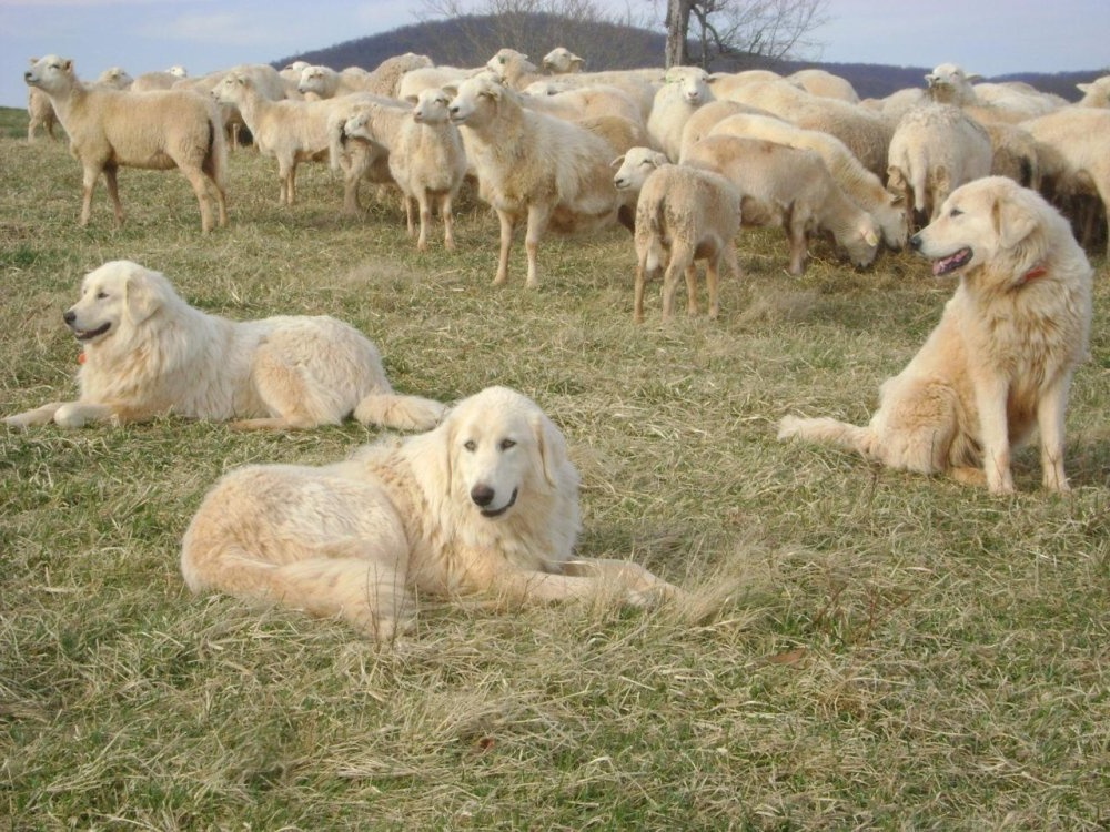 Livestock guardian dog standing alert in a paddock