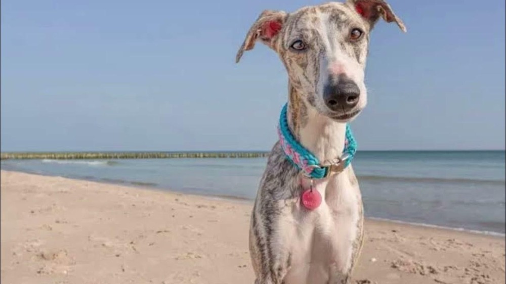 Short-coated sighthound standing outdoors