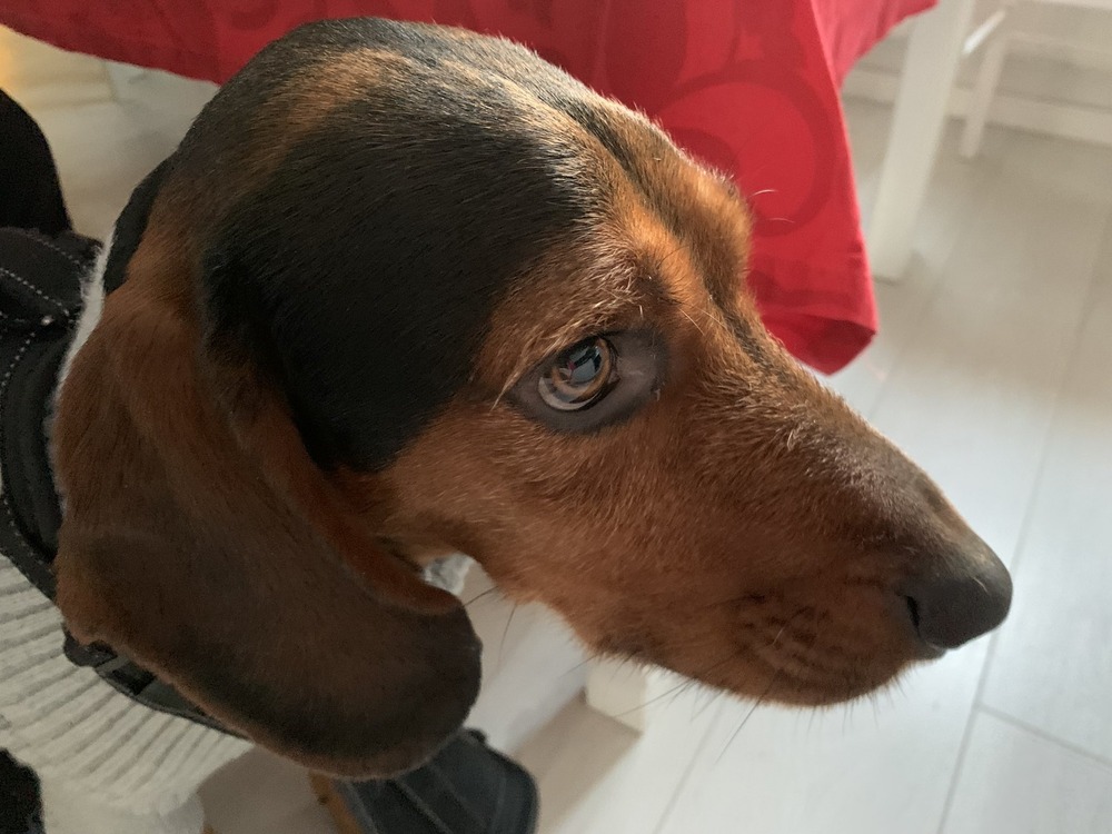 Greek Harehound looking alert in daylight