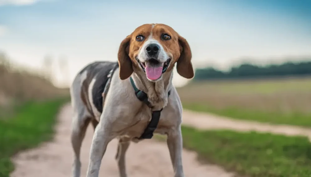 Estonian Hound on a walk near trees
