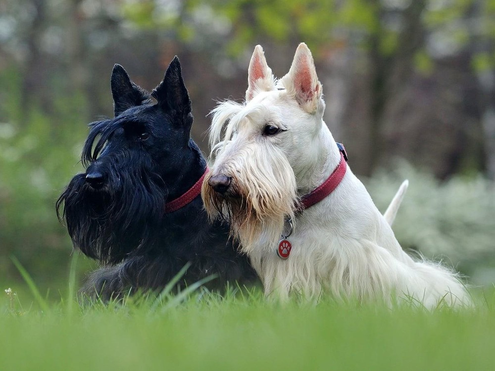 Scottish Terrier sitting alertly