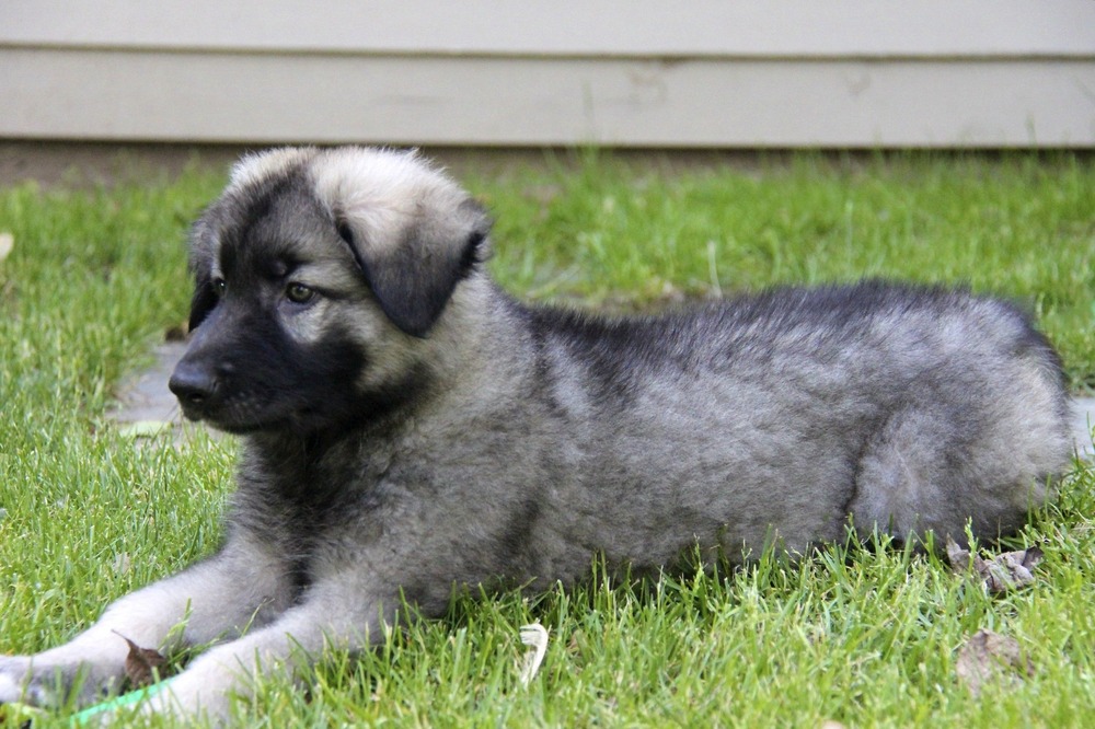 Shiloh Shepherd sitting in a park