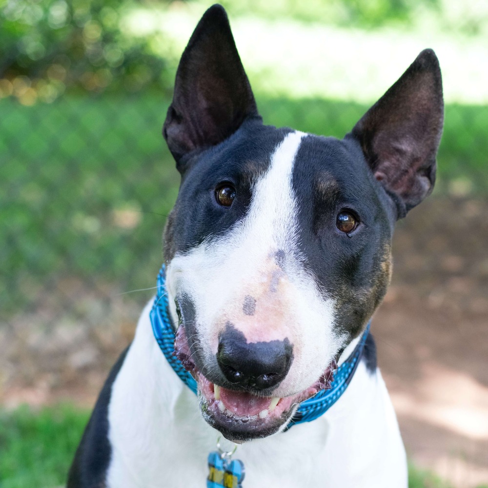 Bull Terrier standing side on