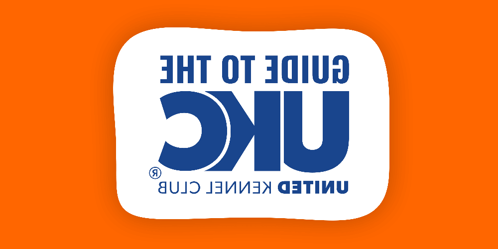 Dog moving at speed during an activity