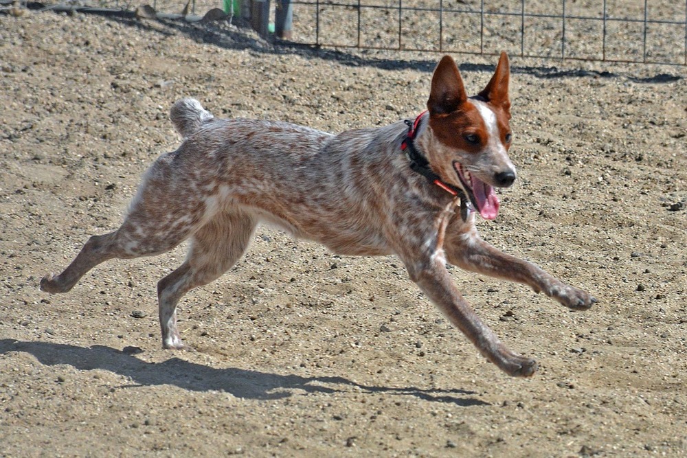 Australian Stumpy Tail Cattle Dog standing alert on a track