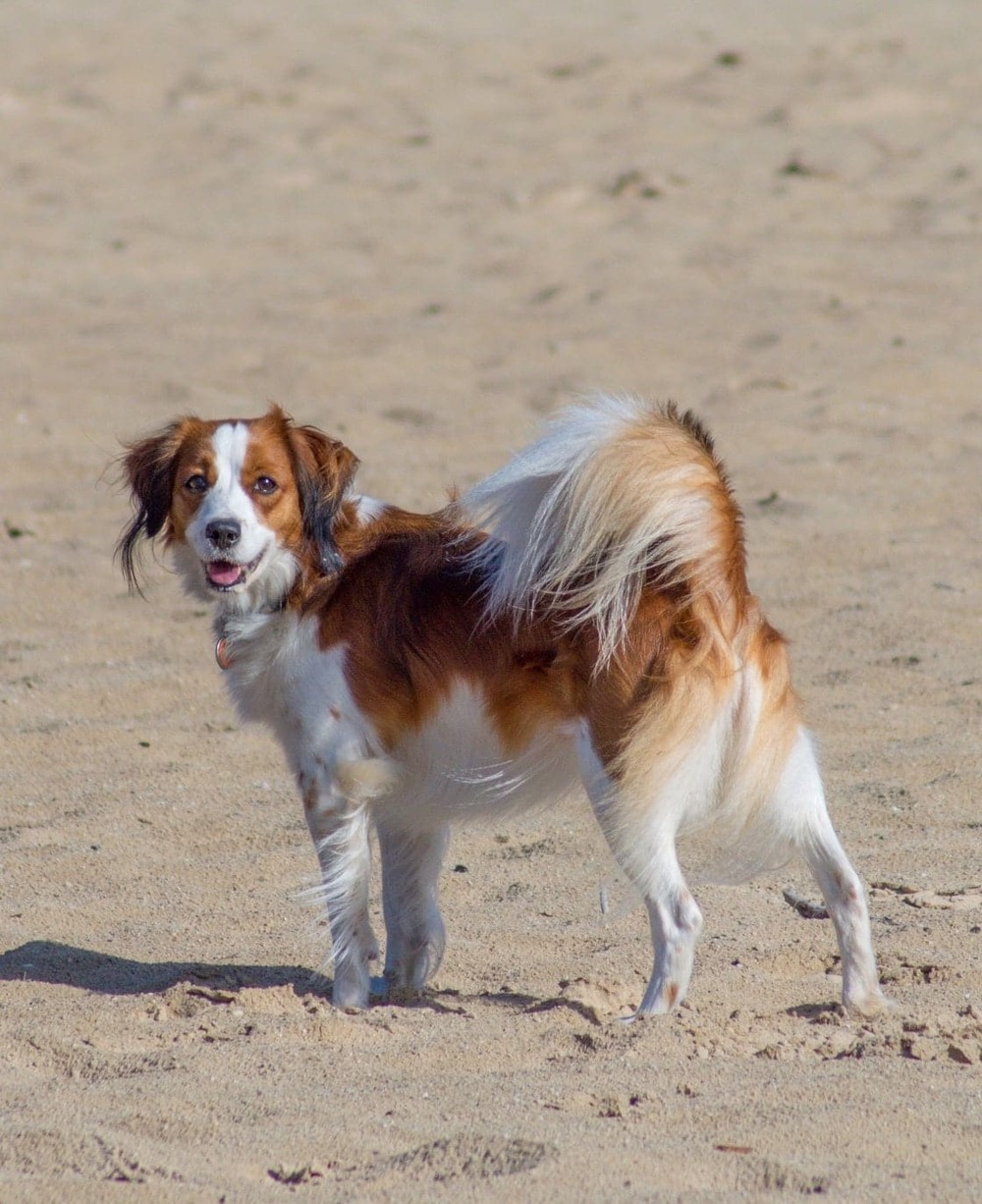 Kooikerhondje standing outdoors with feathered tail