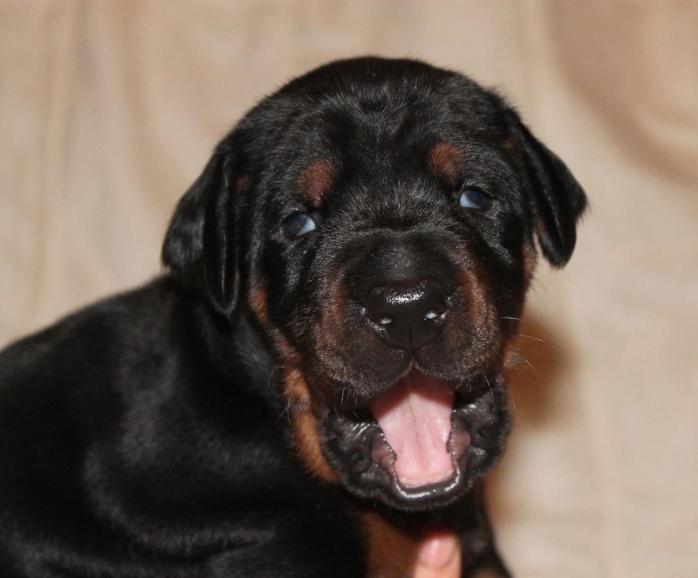 Doberman sitting at a vet clinic