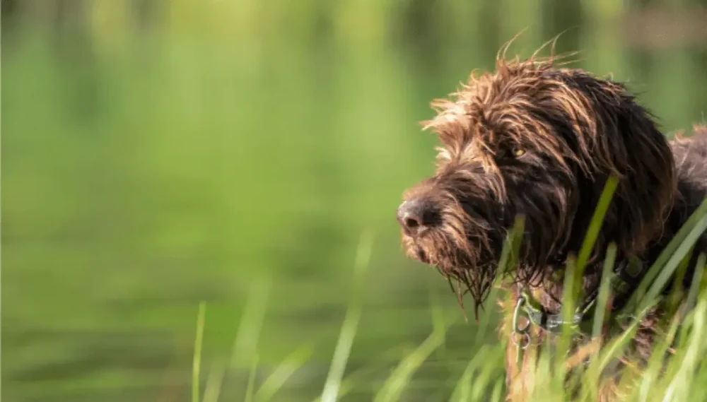 Pudelpointer standing with wiry coat visible